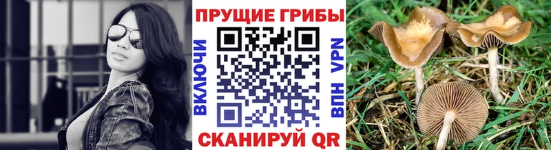 Галлюциногенные грибы Magic Shrooms  Купить закладки  Рыбное 